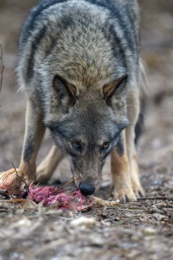 Kurt ormanın arka planında tavuk yer. Doğal ortamdaki hayvanlar.