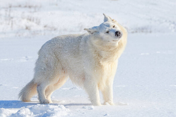 White Swiss Shepherd dog running on snow in winter time