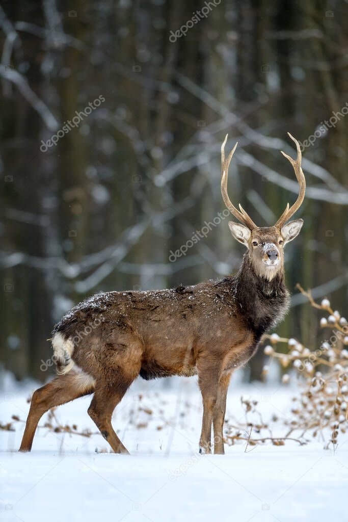 Male roe deer in the winter forest. Animal in natural habitat. Wildlife scene