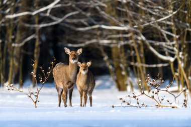 Kış ormanında roe geyiği. Doğal ortamda bir hayvan. Vahşi yaşam sahnesi
