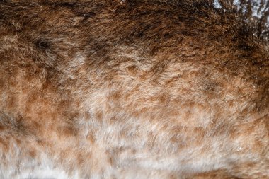 Luchs desenli. Gerçek kürk derisi dokusu. Hayvan desenli fayans arkaplanı