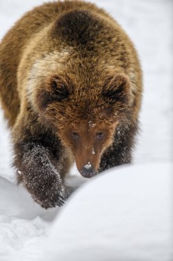 Vahşi yetişkin Boz Ayı (Ursus Arctos) kış ormanında. Doğal ortamda tehlikeli bir hayvan. Vahşi yaşam sahnesi