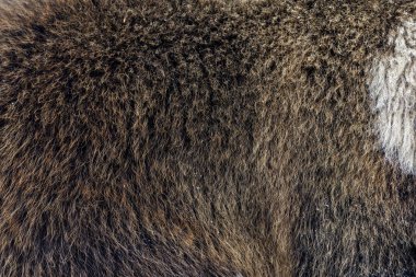 Gerçek kahverengi ayı kürkünü kapat.