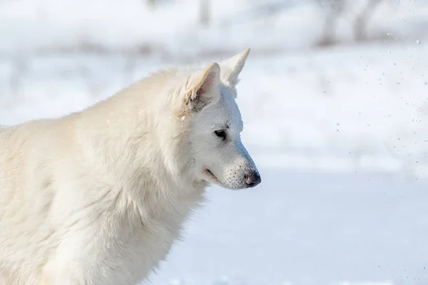 Cane Pastore Svizzero Bianco Che Corre Sulla Neve Inverno — Foto Stock