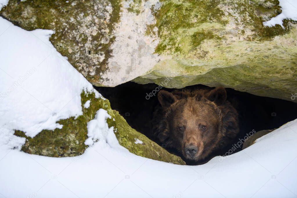 Brown bear (Ursus arctos) looks out of its den in the woods under a large rock in winter