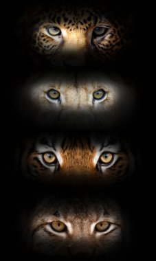 Siyah arka planda vahşi kediler (leopar, aslan, kaplan, vaşak) portresi. Karanlıktan bak.