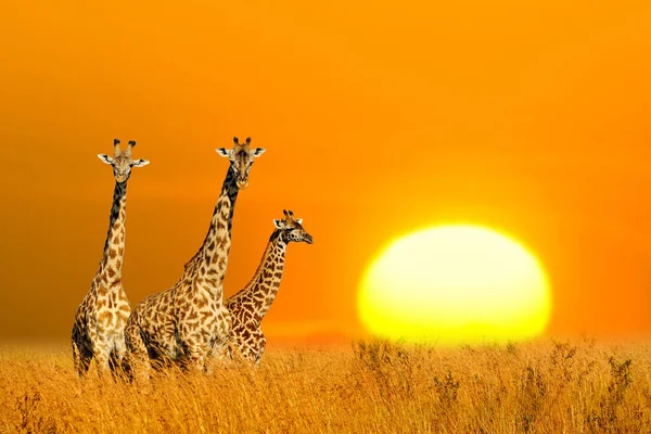 Three african giraffe at beautiful orange sunset in the National park of Kenya. Wild nature of Africa