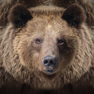 Ormandaki kahverengi ayının portresi. Bahar doğasından vahşi yaşam sahnesi. Doğal ortamda vahşi bir hayvan.