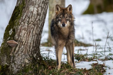 Ormanda kurt var. Kış doğasından vahşi yaşam sahnesi. Doğal ortamda vahşi bir hayvan.