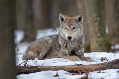 Ormanda kurt var. Kış doğasından vahşi yaşam sahnesi. Doğal ortamda vahşi bir hayvan.