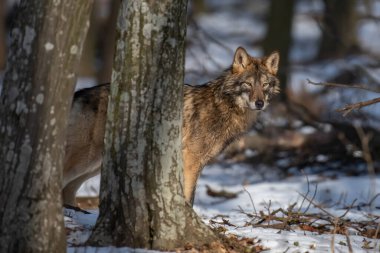 Ormanda kurt var. Kış doğasından vahşi yaşam sahnesi. Doğal ortamda vahşi bir hayvan.