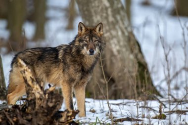 Ormanda kurt var. Kış doğasından vahşi yaşam sahnesi. Doğal ortamda vahşi bir hayvan.