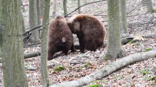 两只棕熊在春天的森林里玩耍或战斗 自然环境中的野生动物 — 图库视频影像