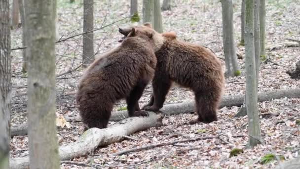 Dwa Dorosłe Niedźwiedzie Bawią Się Lub Walczą Wiosennym Lesie Dzikie — Wideo stockowe