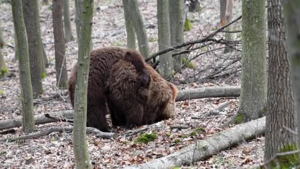 Dwa Dorosłe Niedźwiedzie Bawią Się Lub Walczą Wiosennym Lesie Dzikie — Wideo stockowe