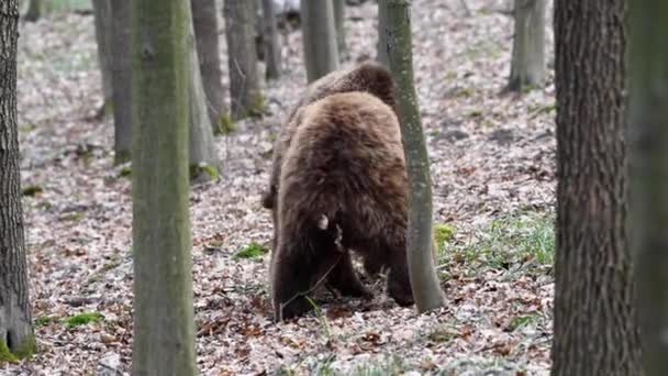 Dwa Dorosłe Niedźwiedzie Bawią Się Lub Walczą Wiosennym Lesie Dzikie — Wideo stockowe