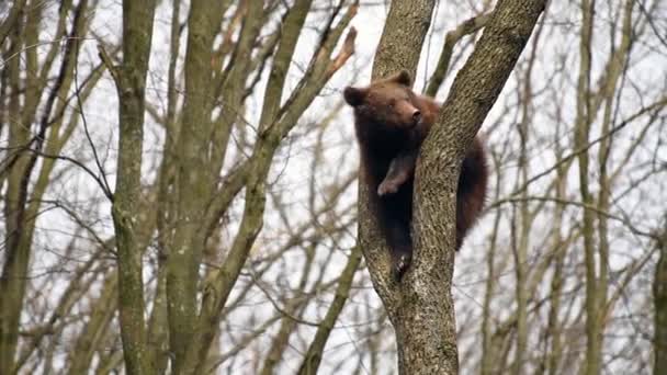 Kahverengi Ayı Yavrusu Uzun Bir Ağaca Tırmanıp Oyun Oynuyor Doğal — Stok video