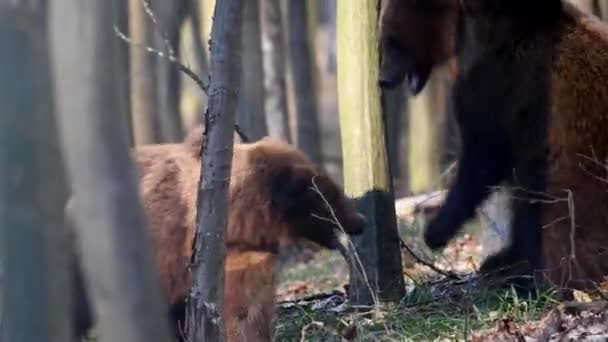 Два Бурых Взрослых Медведя Играют Дерутся Весеннем Лесу Дикие Животные — стоковое видео