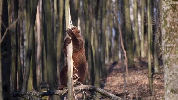 Orso Bruno Adulto Nella Foresta Primavera Sbuccia Corteccia Albero Animali — Video Stock