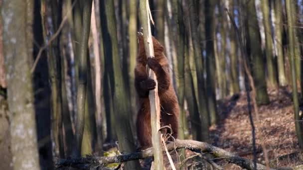春の森の大人の茶色のクマは木から樹皮を剥がします 自然の中で野生動物 — ストック動画