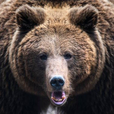 Yakın plan kahverengi ayı portresi. Doğada tehlikeli bir hayvan var. Büyük memeli. Vahşi yaşam sahnesi