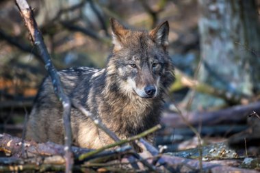 Ormanda kurt var. Kış doğasından vahşi yaşam sahnesi. Doğal ortamda vahşi bir hayvan.