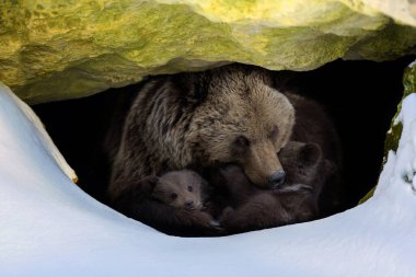 Kahverengi ayı (Ursus arctos) iki yavrusuyla birlikte kışın büyük bir kayanın altındaki ormandaki yuvasından dışarı bakar.
