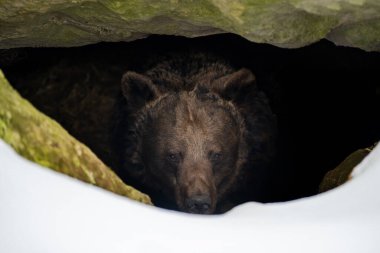 Kahverengi ayı (Ursus arctos), kışın büyük bir kayanın altındaki ormandaki yuvasından dışarı bakar.