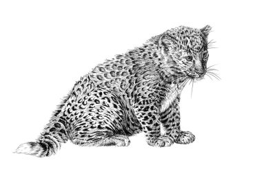 Beyaz arka planda el çizimi bebek leopar yavrusu, çizim grafikleri monokrom çizimi (orijinaller, iz sürme yok)