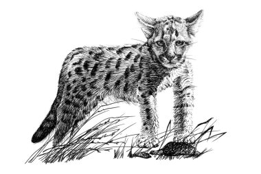 Beyaz arka planda el çizimi bebek puma yavrusu, çizim grafikleri monokrom çizimi (orijinaller, iz sürme yok)