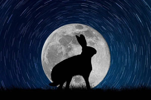 Hare Eller Kanin Siluett Månsken Stjärnhimmel — Stockfoto