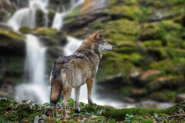 Timber Wolf Hunting Mountain Waterfall Background Animal Nature Habitat — Photo