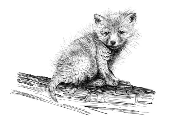 Hand Drawn Baby Red Fox Cub Sketch Graphics Monochrome Illustration — ストック写真