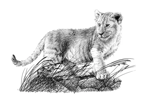 Hand Drawn Baby Lion Cub Sketch Graphics Monochrome Illustration White — Stock Photo, Image