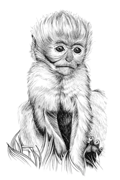 Hand Drawn Baby Monkey Cub Sketch Graphics Monochrome Illustration White — Stockfoto