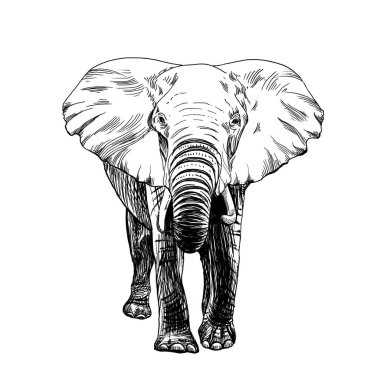 Beyaz arkaplanda el çizimi fil, çizim grafikleri monokrom çizimi (orijinaller, iz sürme yok)