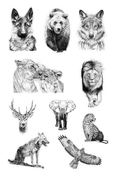 Zestaw Dziesięciu Zwierząt Ręcznie Rysowane Ilustracje Oryginały Bez Śledzenia — Zdjęcie stockowe