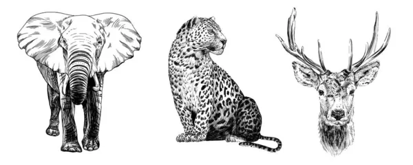 手绘豹子 素描图形 白色背景的单色插图 无痕迹 — 图库照片
