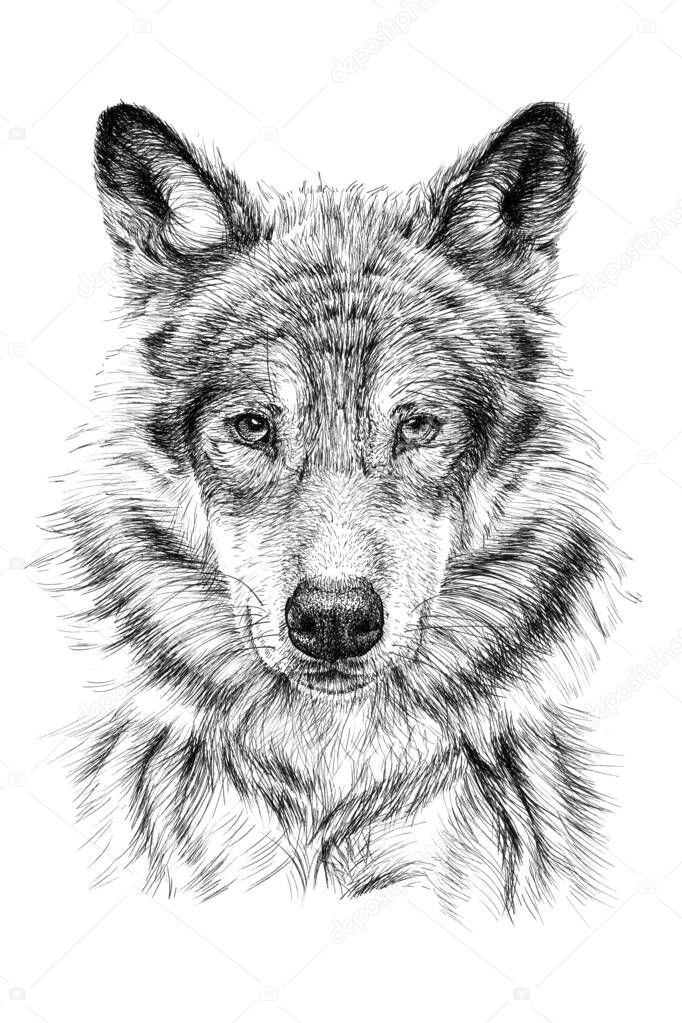 Hand drawn wolf, sketch graphics monochrome illustration on white background (originals, no tracing)