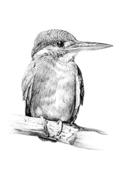 El çizimi Kingfisher, beyaz arka planda tek renkli grafikler (orijinaller, iz sürme yok)