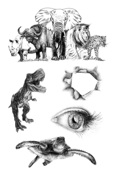 Grosso Animale Africano Cinque Illustrazione Disegnata Mano Raccolta Illustrazioni Disegnate — Foto Stock