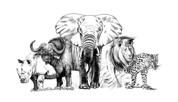 Big African Five Animal Hand Drawn Illustration Collection Hand Drawn — Stock Photo, Image