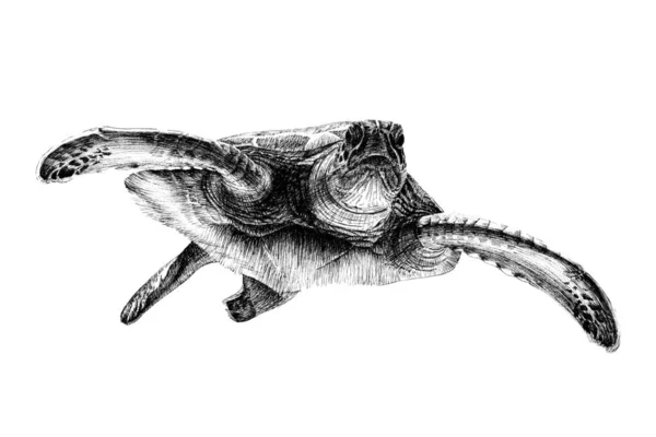 Ręcznie Rysowany Żółw Szkic Grafika Monochromatyczna Ilustracja Białym Tle Oryginały — Zdjęcie stockowe