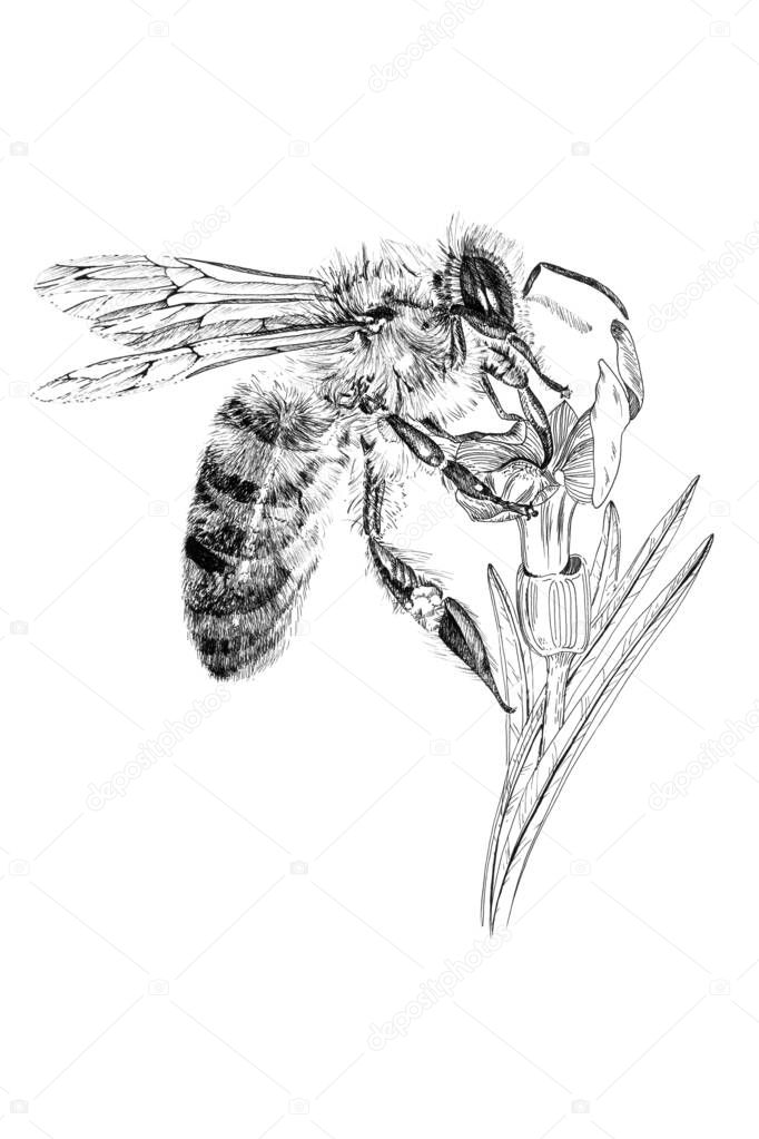Hand drawn bee on flower, sketch graphics monochrome illustration on white background (originals, no tracing)