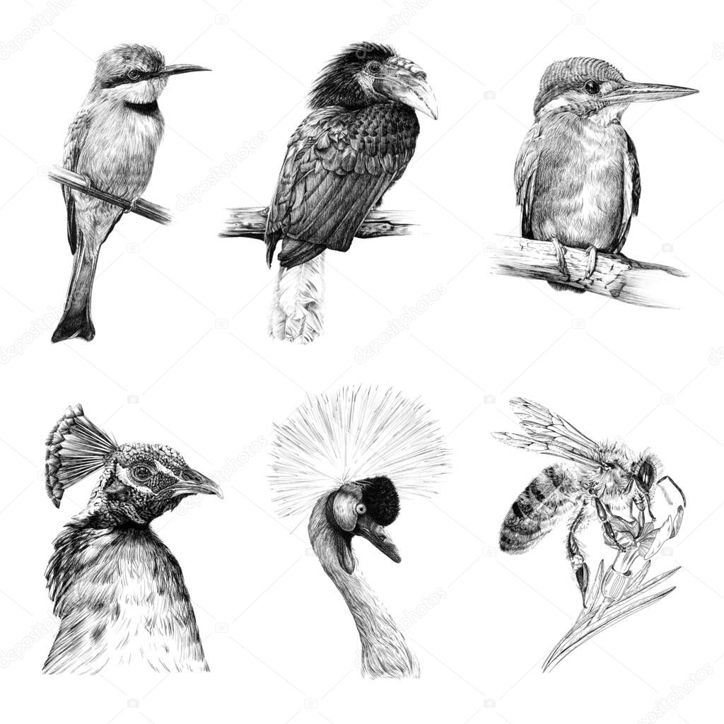 Set of six birds animals, sketch graphics monochrome illustration on white background (originals, no tracing)