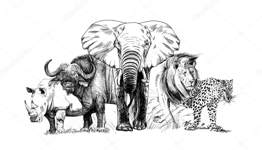 Big african five animal. Hand drawn illustration. Collection of hand drawn illustrations (originals, no tracing)