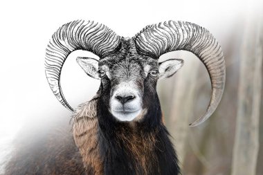 Sketch grafik monokrom çizimi ve foto mouflon kombinasyonu. Fotoğrafla karıştırılmış el çizimi hayvan (orijinaller, iz sürme yok)