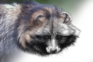 Çizim grafikleri monokrom çizimi ve fotoğraf rakun kombinasyonu. Fotoğrafla karıştırılmış el çizimi hayvan (orijinaller, iz sürme yok)