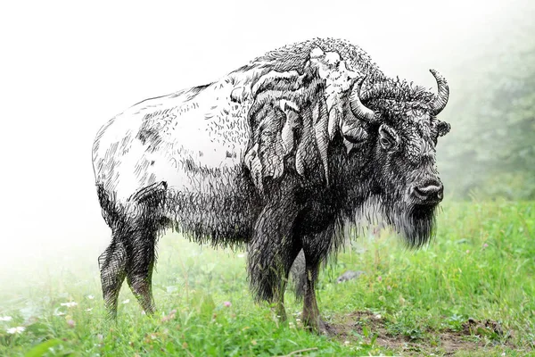 Sketch Graphics Monochrome Illustration Photo Bison Combination Hand Drawn Animal — Stock Photo, Image