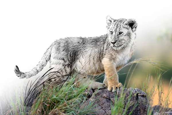 Croquis Graphique Monochrome Illustration Combinaison Lion Photo Animaux Dessinés Main — Photo